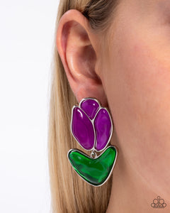 tulip-triumph-purple